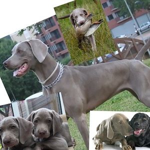 Meet your Posher, Luke